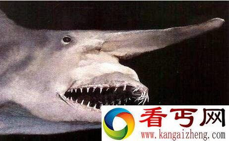 海里哪些动物最恐怖 海里最恐怖的动物排行