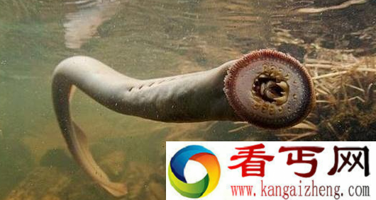 海里哪些动物最恐怖 海里最恐怖的动物排行