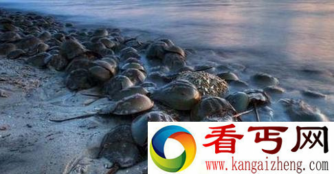 海里哪些动物最恐怖 海里最恐怖的动物排行