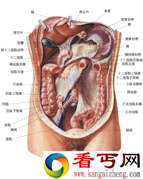 人体解剖图大全 人体解剖图五脏六腑