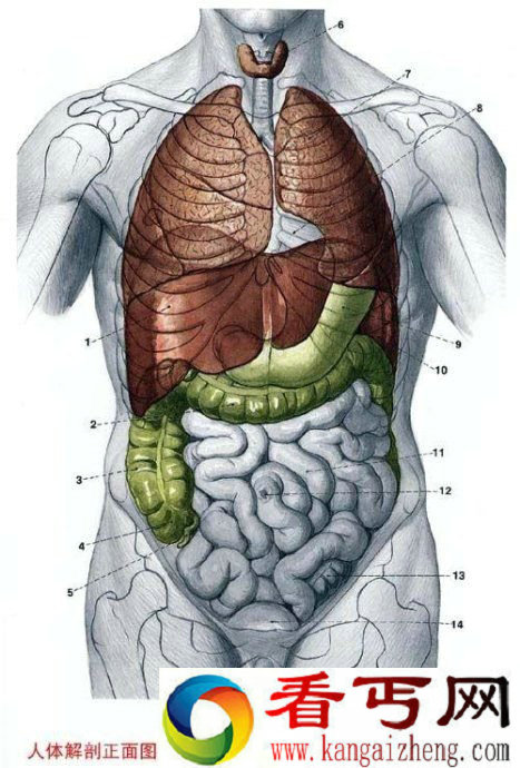 人体解剖图大全 人体解剖图五脏六腑