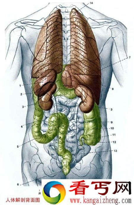 人体解剖图大全 人体解剖图五脏六腑