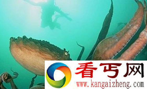 深海海怪真的存在吗 海中依然存在着超过30公尺长生物