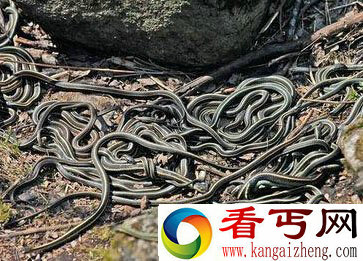神秘山洞里竟有如此多蛇  冬天蛇群密密麻麻晒太阳