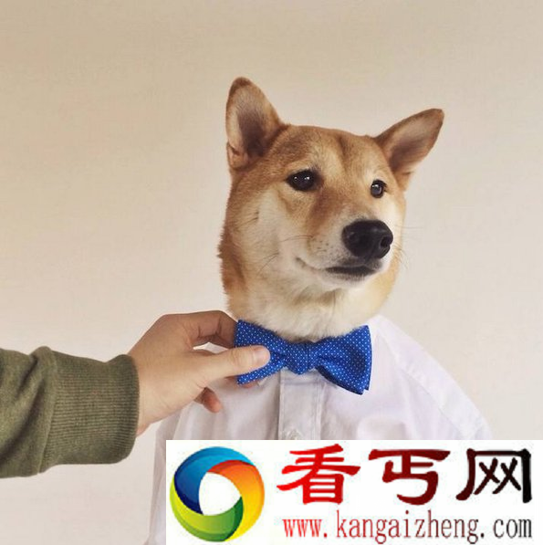 时尚犬模 月收入高达九万元