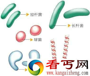 生物未解之谜 最耐热的生物能忍住多高温度