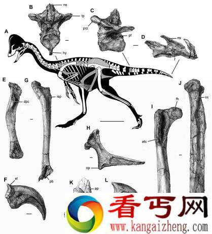 恐龙之谜 6600万年以前在北美活动的恐龙