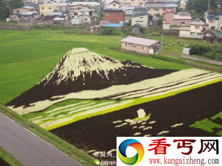 日本农民种出神奇稻,1.5公顷稻田画出富士山情境图。