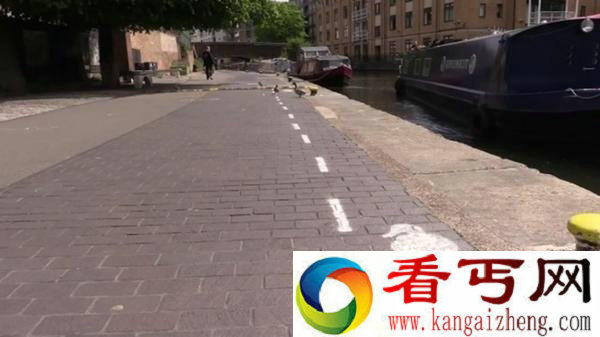 好奇葩！英国为鸭子建专属道路