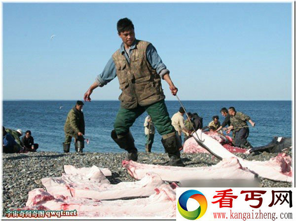 记录楚科奇人活剥生吃鹿肉的真实写照