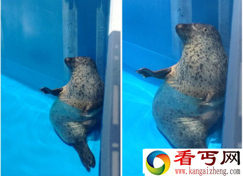 小海豹打瞌睡走红 妖娆睡姿萌翻天