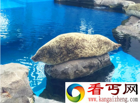小海豹打瞌睡走红 妖娆睡姿萌翻天