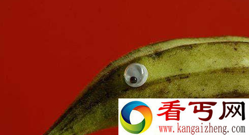 水果蔬菜秒变萌萌哒 你还忍心吃吗