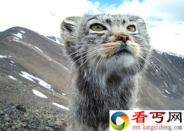 抓拍罕见帕拉斯猫 单独栖居极其隐蔽