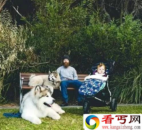 巨型阿拉斯加犬暖心守护小主人 画面温馨感人