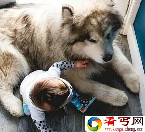 巨型阿拉斯加犬暖心守护小主人 画面温馨感人