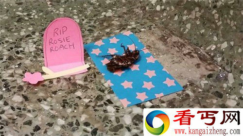 蟑螂最烦人 竟然有人给它立墓碑