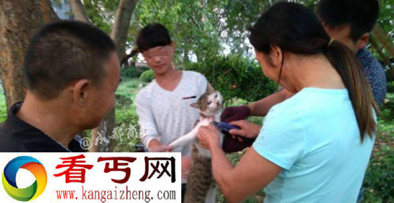 浙江:多名男女笑着用刀残忍活剥小猫 恐怖慎看