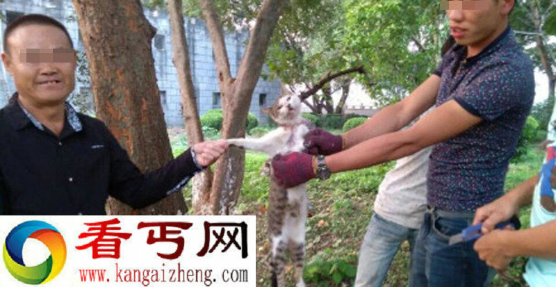 浙江:多名男女笑着用刀残忍活剥小猫 恐怖慎看