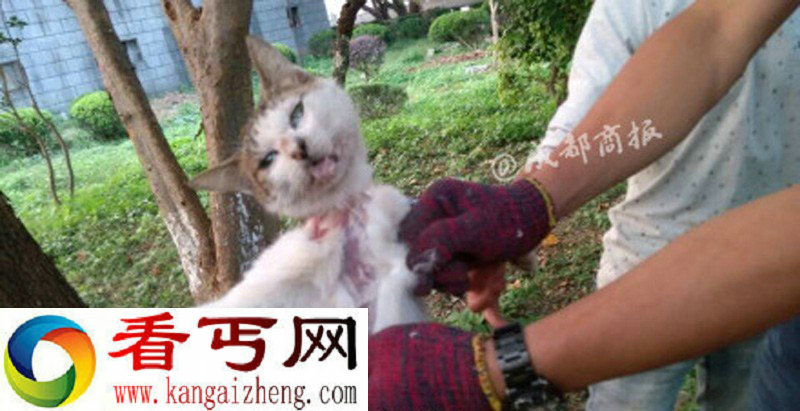 浙江:多名男女笑着用刀残忍活剥小猫 恐怖慎看