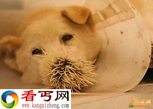 奇葩！狗狗与豪猪大战的下场【图讯】