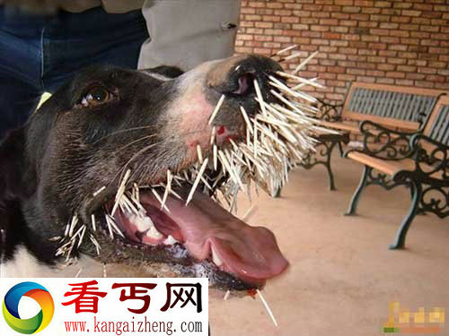 奇葩！狗狗与豪猪大战的下场【图讯】