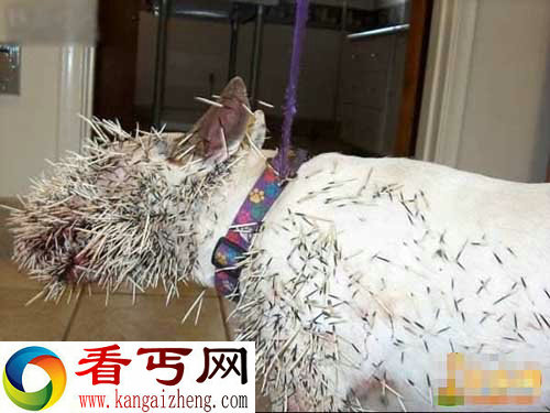 奇葩！狗狗与豪猪大战的下场【图讯】