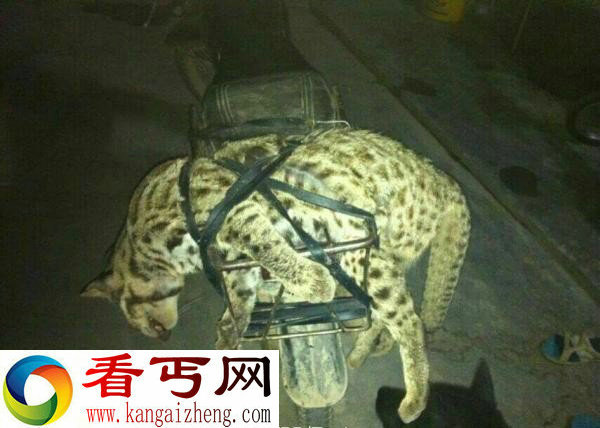 男子网上炫耀猎杀国家一级保护动物 网友呼吁严惩