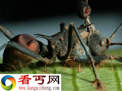 什么叫“僵尸真菌”? 其实“僵尸真菌”是真实存在的
