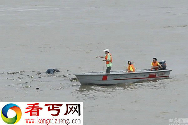 武汉渡江节遭遇恐怖浮尸＂拦路＂ 横渡队员措手不及