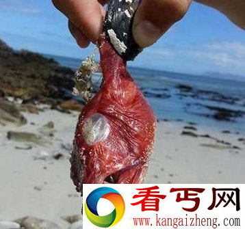 南非海岸发现怪物尸体 被网友称为魔鬼鱼