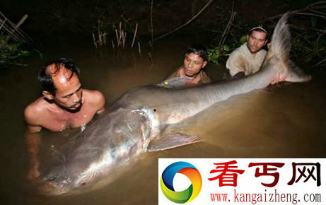 世界上最大的淡水鱼 盘点湄公河的巨型淡水鱼类