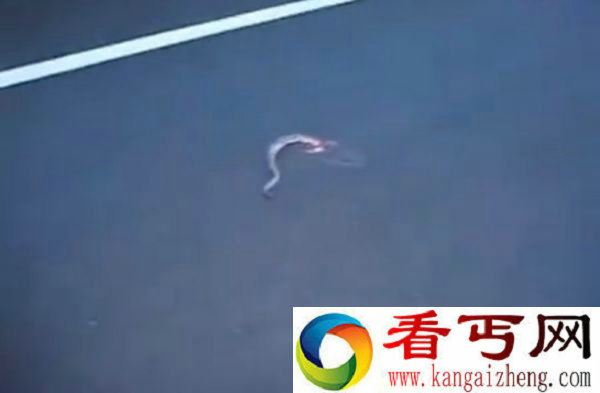 巨型水蚺惨遭车祸 肚子给撞破飞出多条小蛇