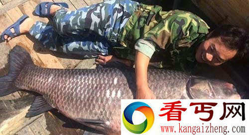 千岛湖巨型青鱼重达180斤 比人还高