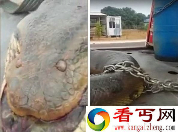 巴西一工地发现超级巨蟒 这头如此惊人