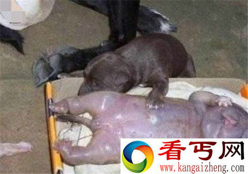 母狗生下人形怪孩 人类器官和四肢都齐全