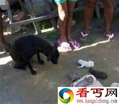 母狗生下人形怪孩 人类器官和四肢都齐全