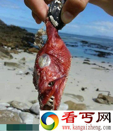 南非海岸现面目最狰狞鱼网友称其"魔鬼鱼" 专家:原为鹤姥鱼