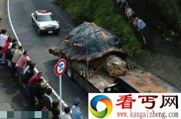 渔民抓到数吨重千年神龟的真相 真假图片
