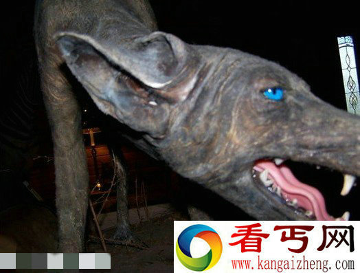 美女子宣称捕获全美唯一一只蓝皮蓝眼怪狗 该狗吸鸡血不吃肉
