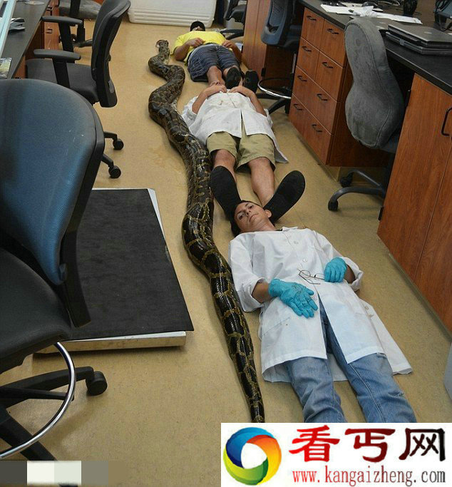 美国男子野外捕杀近6米长巨型蟒蛇 刷新以往记录