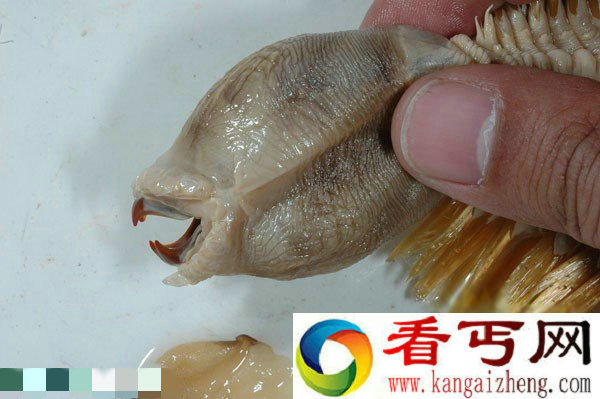 美探险队在675米深的冰层发现未知生物:20厘米长蠕虫