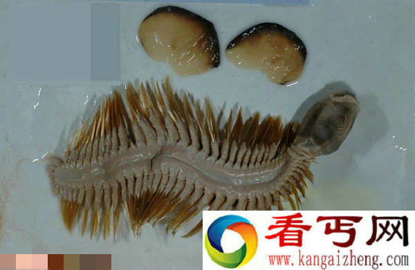 美探险队在675米深的冰层发现未知生物:20厘米长蠕虫