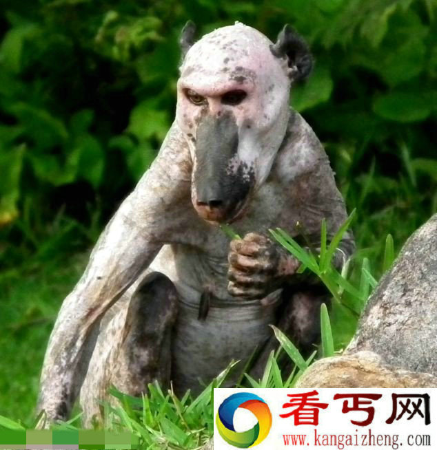 非洲动物园现无毛狒狒 类似怪物惨遭同类排斥孤独生存