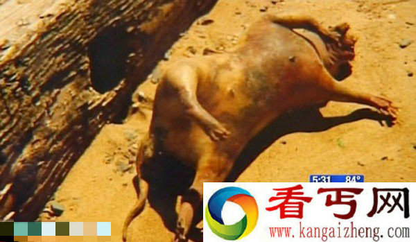 美国长岛惊现神秘狰狞怪兽尸体 神秘狰狞怪兽尸体
