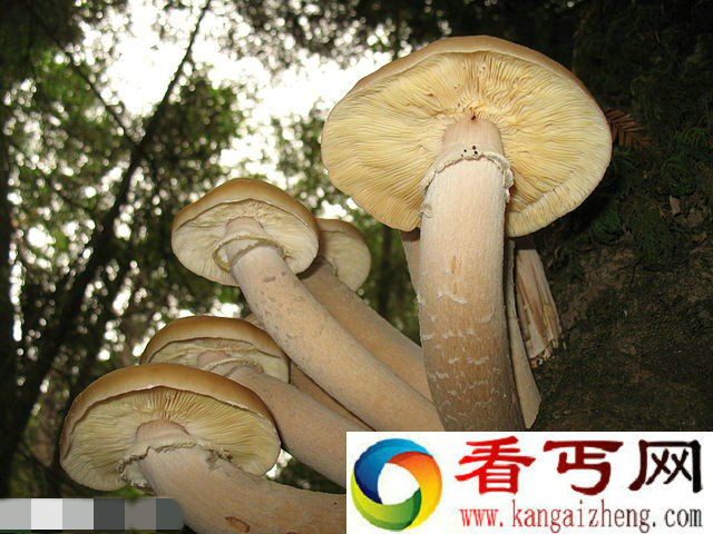 2400岁的世界最大蘑菇如座小房子？是真的吗？