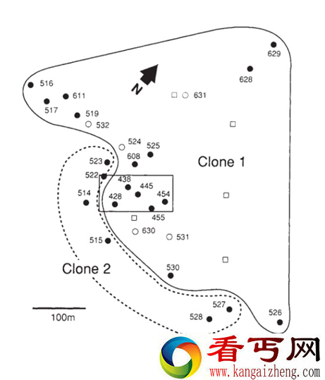 2400岁的世界最大蘑菇如座小房子？是真的吗？