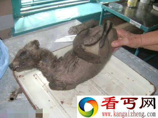 乌克兰发现吸血怪兽:长相似狐狸又似袋鼠