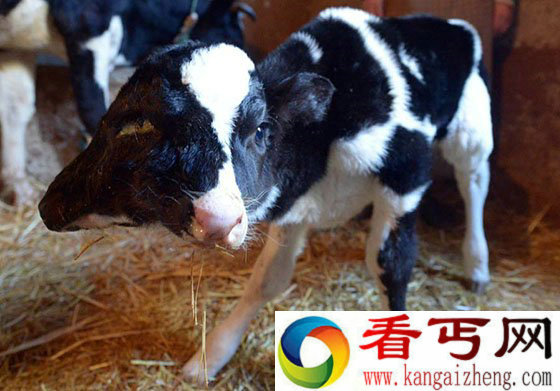 双头小牛犊 降生于摩洛哥塞夫鲁