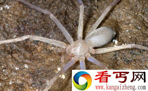 没有眼睛的蜘蛛 新型奇异生物